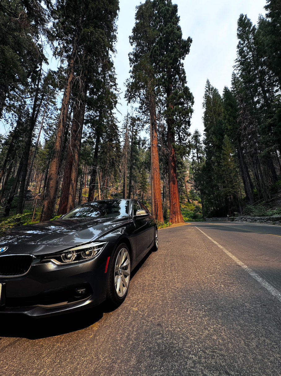 Standing Tall: Sequoia Trees 3