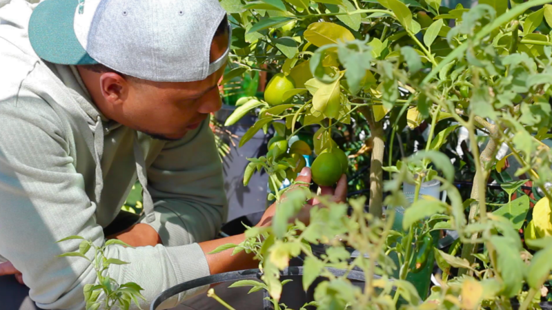 Own a Garden Without Watering Plants - The Power of a Self-Watering Urban Garden