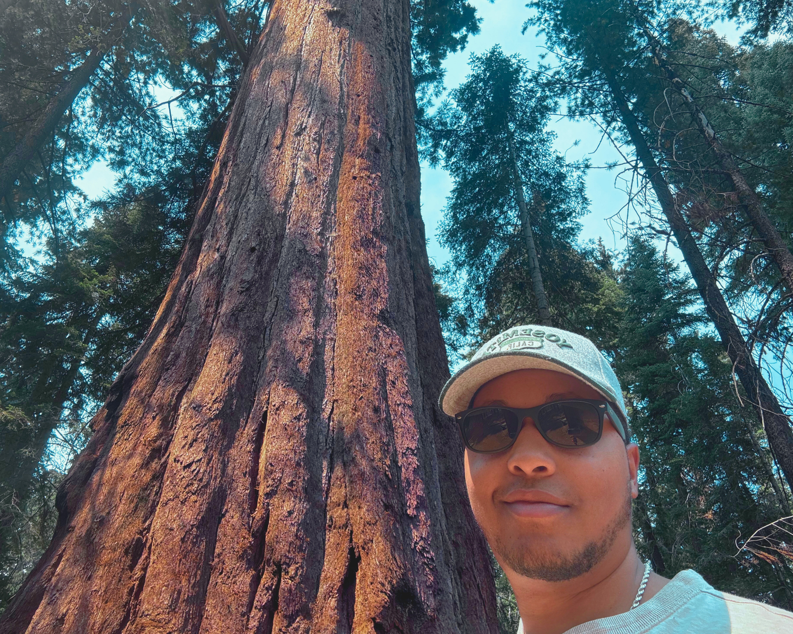 Standing Tall: Sequoia Trees 4