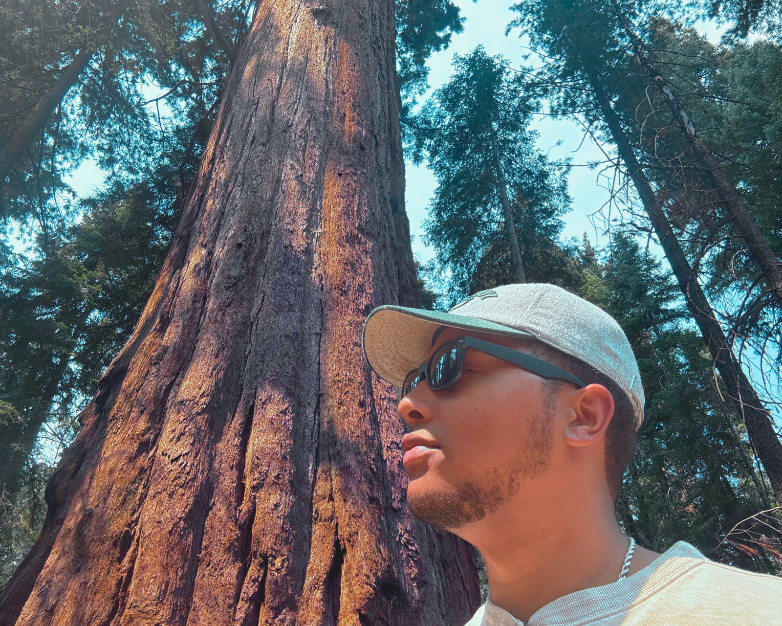 Standing Tall: Sequoia Trees 5