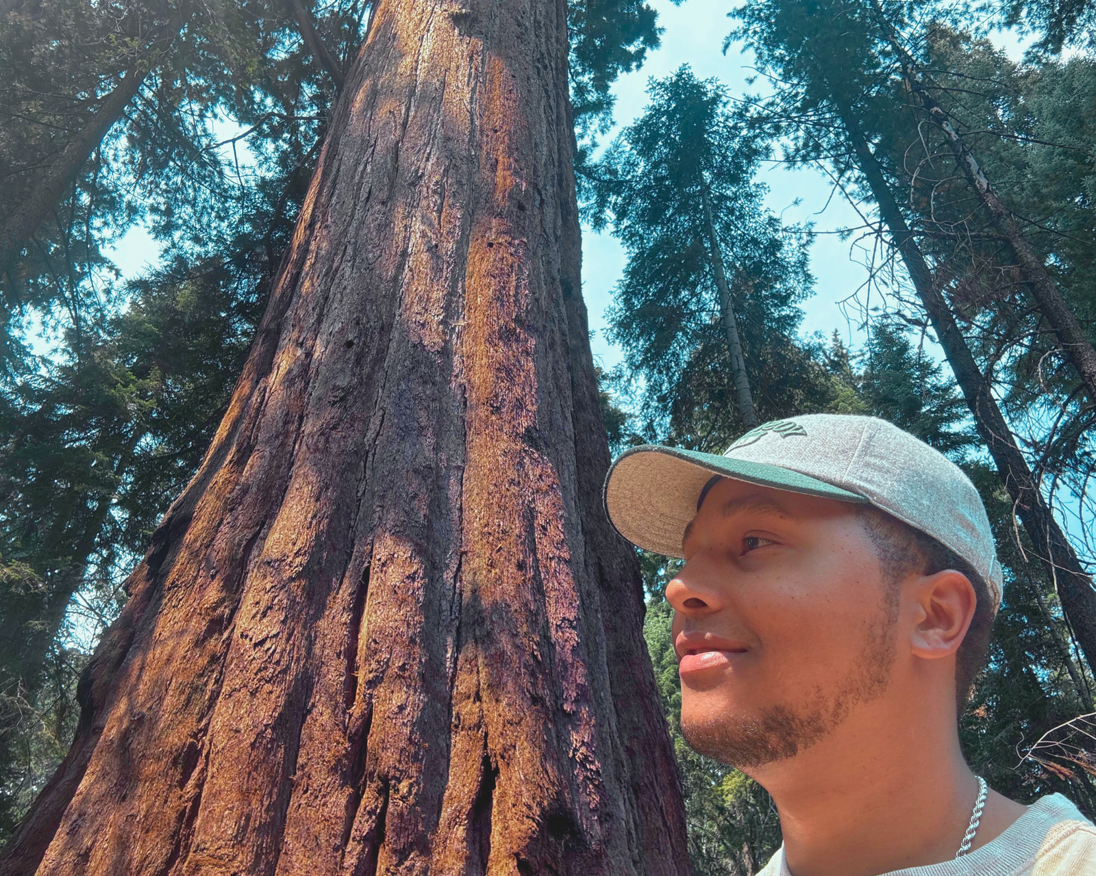 Standing Tall: Sequoia Trees 6